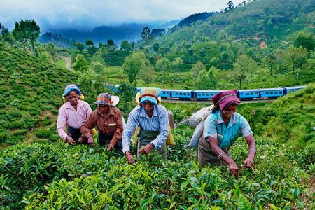 m/ارزانترین تور سریلانکا