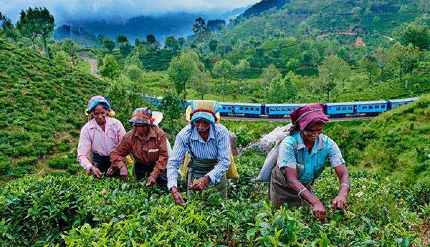 m/ارزانترین تور سریلانکا